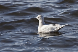 Iceland Gull
