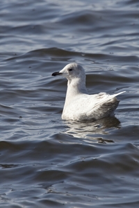 Iceland Gull