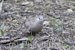 Inca Dove