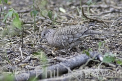 Inca Dove