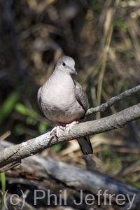 Inca Dove