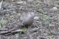 Inca Dove