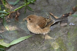 Indigo Bunting