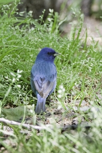 Indigo Bunting