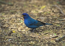 Indigo Bunting