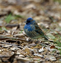 Indigo Bunting