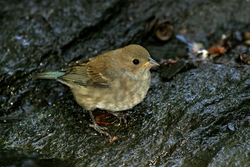 Indigo Bunting