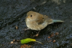 Indigo Bunting