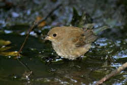 Indigo Bunting