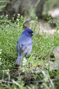 Indigo Bunting