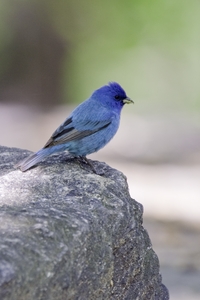 Indigo Bunting