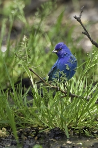 Indigo Bunting