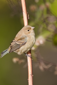 Indigo Bunting
