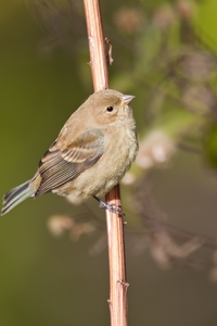 Indigo Bunting