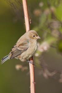 Indigo Bunting