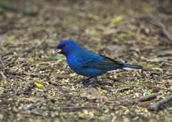 Indigo Bunting