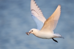 Ivory Gull