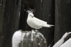 Ivory Gull