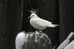 Ivory Gull