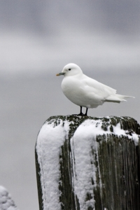 Ivory Gull
