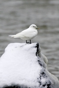 Ivory Gull
