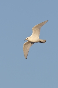 Ivory Gull