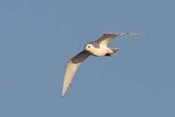 Ivory Gull