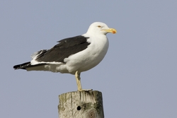 Kelp Gull