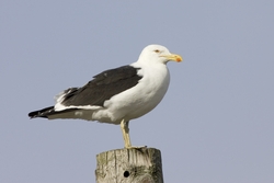Kelp Gull