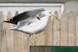 Kelp Gull