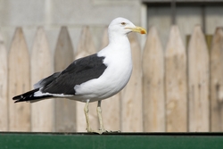 Kelp Gull