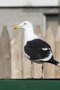 Kelp Gull