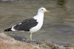 Kelp Gull