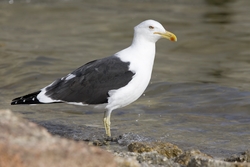 Kelp Gull
