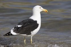 Kelp Gull
