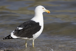 Kelp Gull