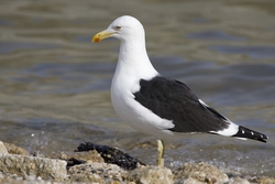 Kelp Gull