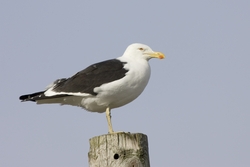 Kelp Gull