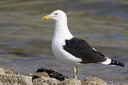 Kelp Gull