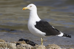 Kelp Gull