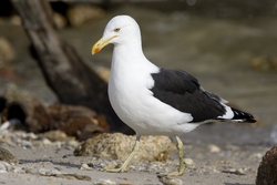 Kelp Gull