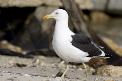 Kelp Gull