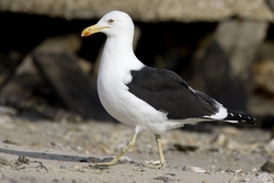 Kelp Gull