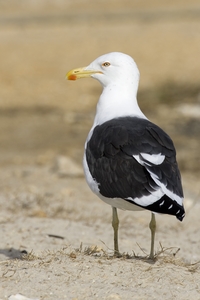 Kelp Gull
