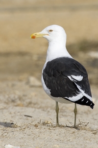 Kelp Gull