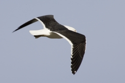 Kelp Gull
