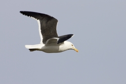 Kelp Gull