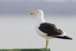 Kelp Gull