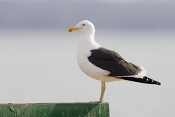 Kelp Gull