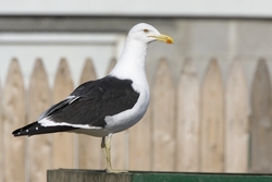 Kelp Gull